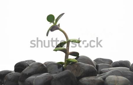 Green plant and stones isolated on white background.  Stock photo © inxti