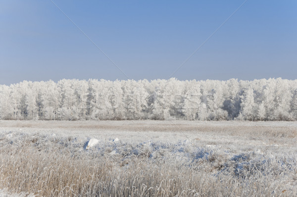 Winter landscape with snow Stock photo © inxti