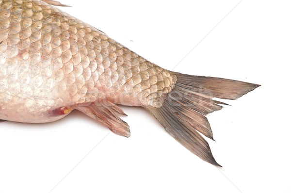 Fish tail isolated on white background  Stock photo © inxti