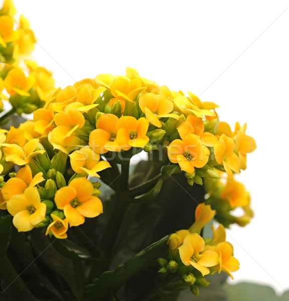 flower Kalanchoe Stock photo © inxti