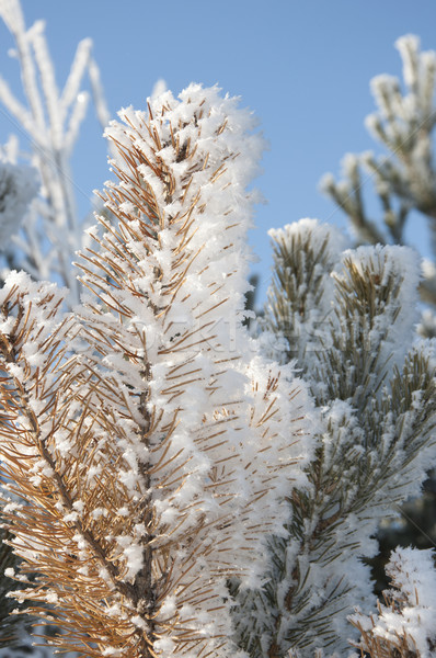 Tél tűlevelű fa hó fa természet Stock fotó © inxti