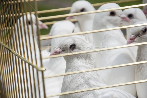 white doves on a sunny day in a wooden cage Stock photo © inxti