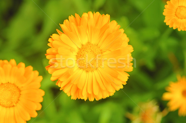 Calendula flower on blurred background  Stock photo © inxti