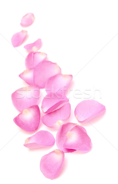 Petali di rosa confine bianco colore carta fresche Foto d'archivio © inxti