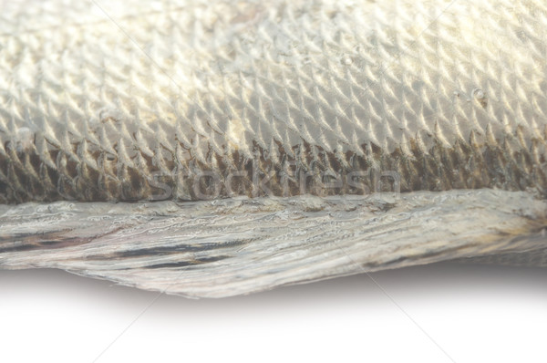 Stock photo: fish scales grunge texture back ground 