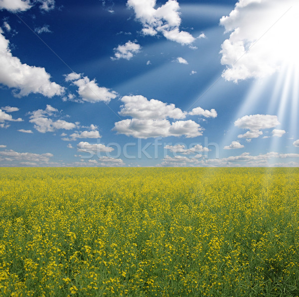 Stock photo: Yellow field rapeseed in bloom with blue sky and white clouds 