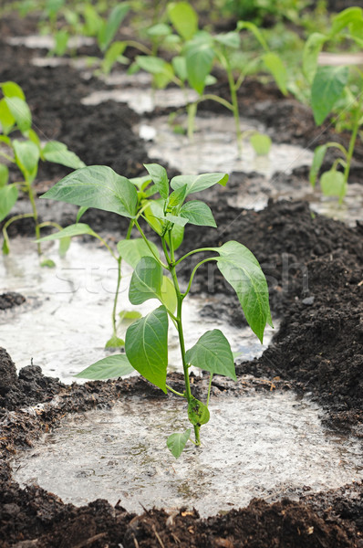 pepper seedling on a bed Stock photo © inxti