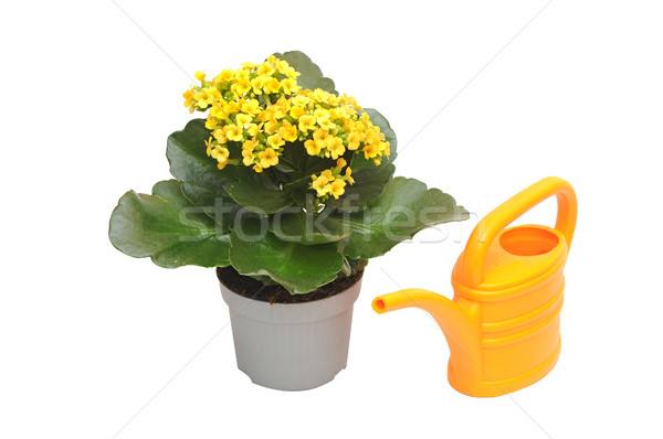 flowering house plant kalanchoe and watering can Stock photo © inxti