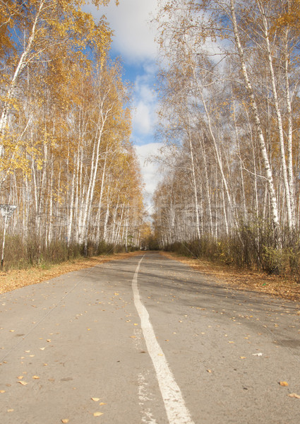 road in an autumn birch forest  Stock photo © inxti