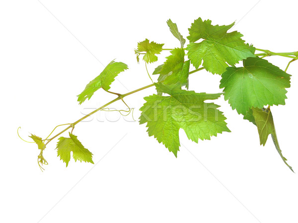 fresh green grape leaf  Stock photo © inxti