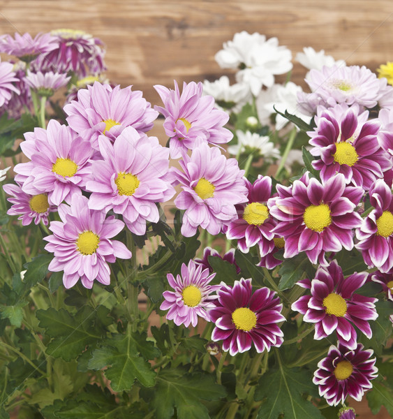 [[stock_photo]]: Coloré · chrysanthème · bouquet · rustique · bois · fleur