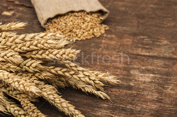 Bag full of wheat and wheat ears Stock photo © inxti