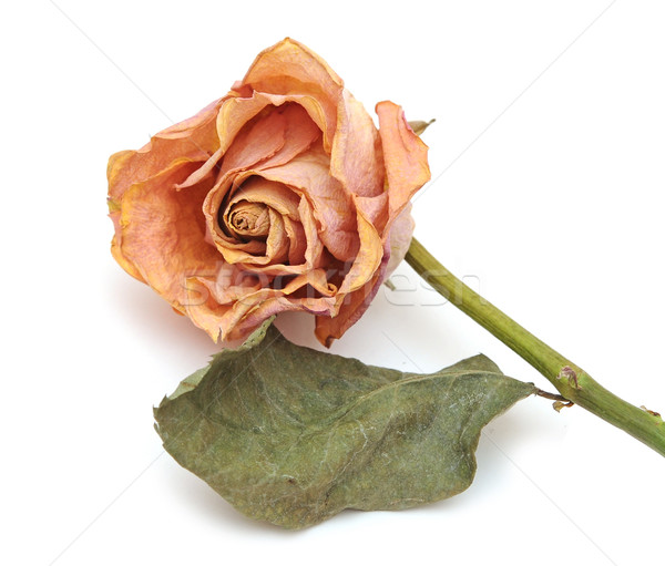 Dry rose isolated on white background  Stock photo © inxti