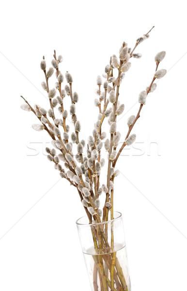Bouquet of branches with catkins on a white background Stock photo © inxti