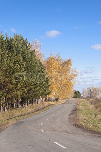 Autumn asphalt road  Stock photo © inxti