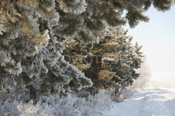 Winter background. A coniferous tree in hoarfrost and snow  Stock photo © inxti