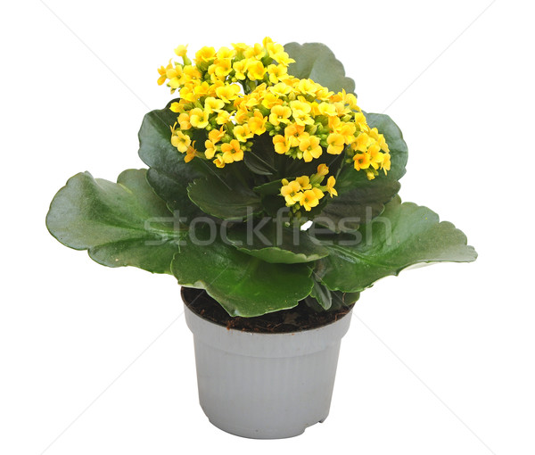 flower Kalanchoe  Stock photo © inxti