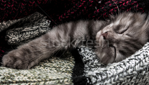 sleeping kitten Stock photo © inxti