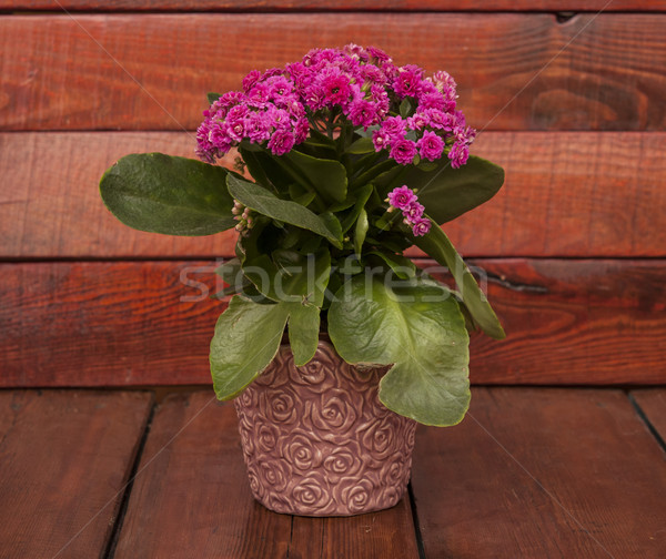 Kalanchoe Stock photo © inxti