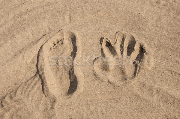 Fußabdrücke Sand Strand Hintergrund Sommer Zeichen Stock foto © inxti