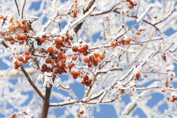 Сток-фото: красный · Ягоды · снега · древесины · город · саду