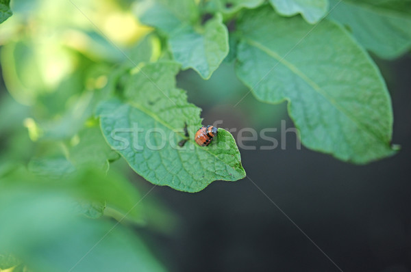 an image of Colorado beetle on potato leaf  Stock photo © inxti