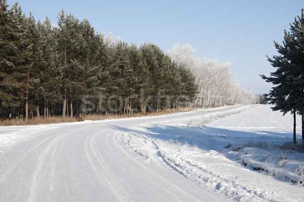 road and hoar-frost on trees in winter  Stock photo © inxti