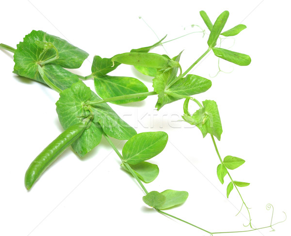 Fresh green peas Stock photo © inxti