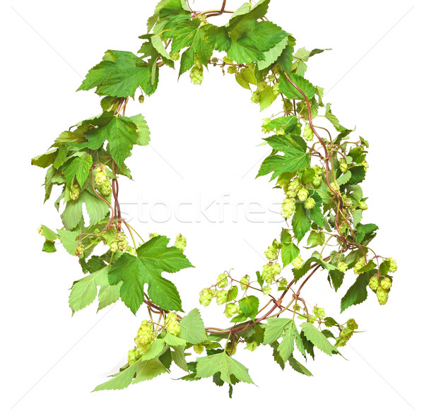 Branch of hop on white background Stock photo © inxti