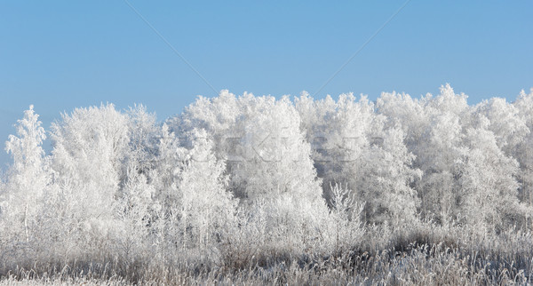 Winter landscape with snow Stock photo © inxti