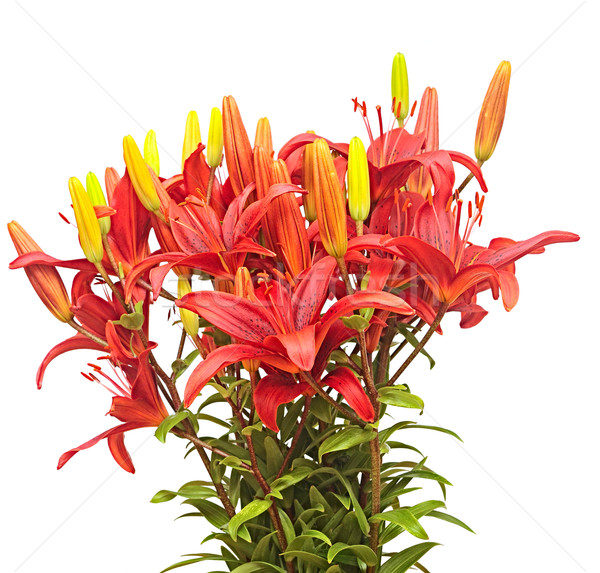 bouquet red tiger lily isolated on white background  Stock photo © inxti