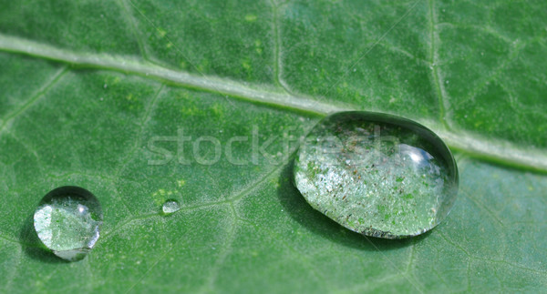 cristal clear drops on a green leaf Stock photo © inxti