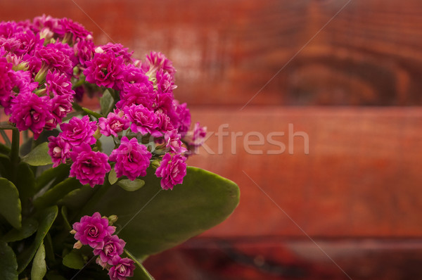 Kalanchoe Stock photo © inxti