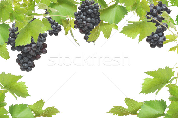 Fresh grapevine frame with black grapes, isolated on white backg Stock photo © inxti