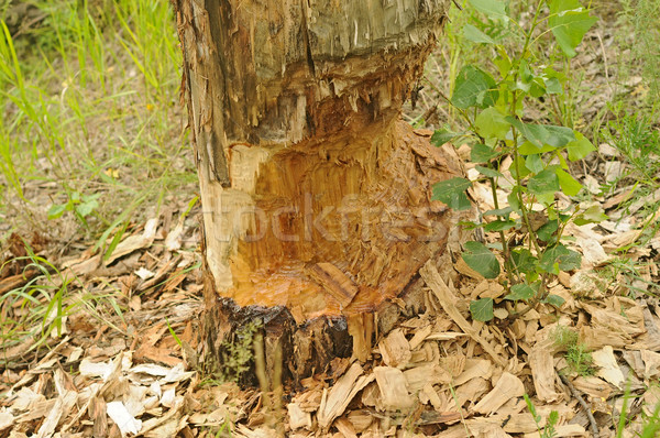 beaver-eaten tree  Stock photo © inxti