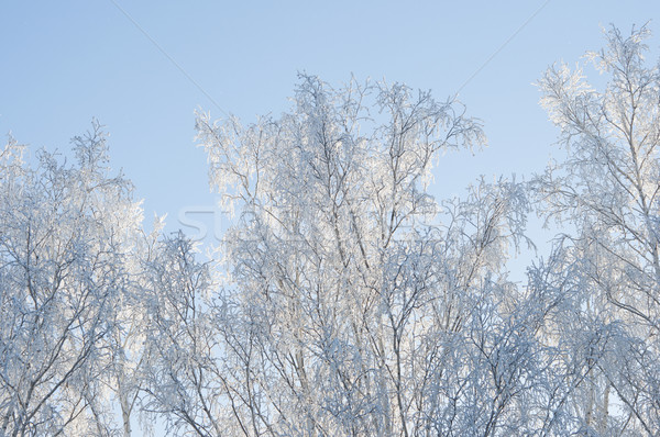 Winter landscape with snow Stock photo © inxti