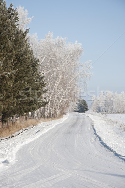 road and hoar-frost on trees in winter  Stock photo © inxti