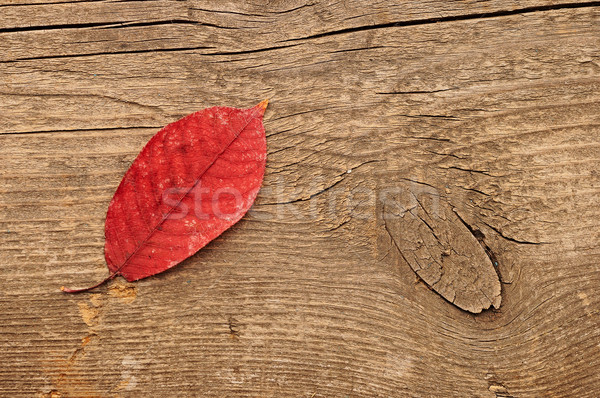 single autumn leaf over wooden background.With copy space Stock photo © inxti