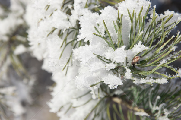 Pine branches covered with hoarfrost  Stock photo © inxti