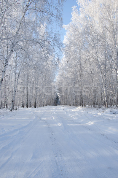 Stock photo: road and hoar-frost on trees in winter 