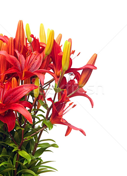 Beautiful Red Lily flower over white Stock photo © inxti