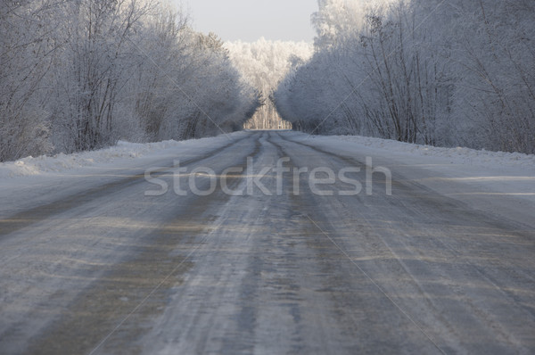 Strada alberi inverno albero natura neve Foto d'archivio © inxti