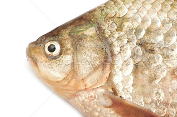 Foto stock: Carpa · isolado · branco · comida · fundo · pescaria