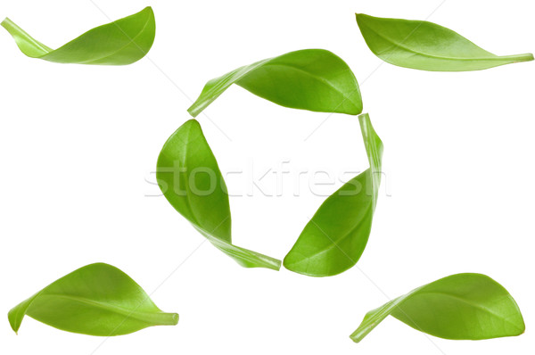Eco groene energie recycling geïsoleerd witte blad Stockfoto © inxti