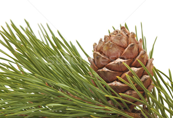 siberian pine cone with branch Stock photo © inxti