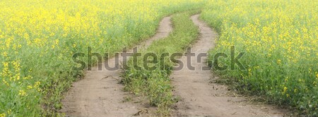 Road through flowering canola fields in Kazakhstan Stock photo © inxti