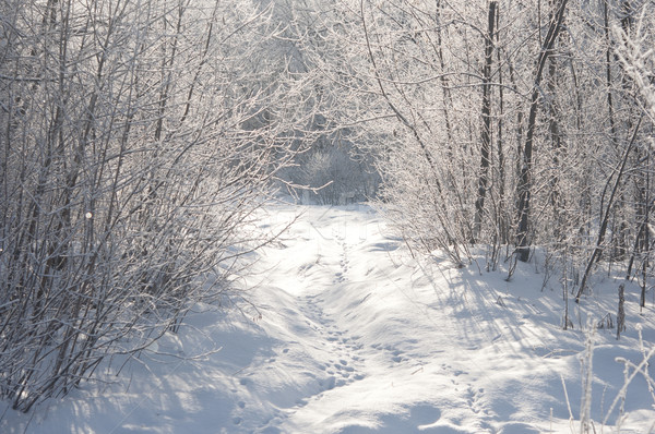 Winter landscape with snow Stock photo © inxti