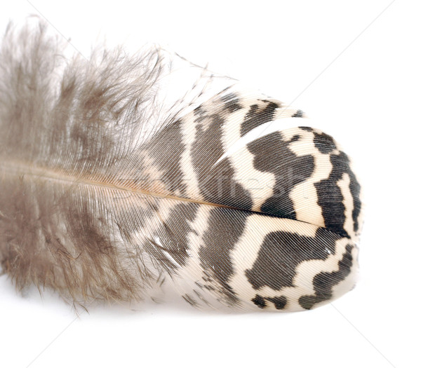  bird feather Stock photo © inxti