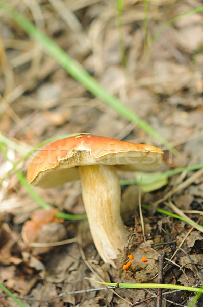 Erdő gombák fű étel természet nyár Stock fotó © inxti