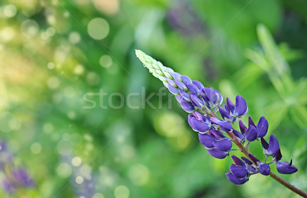 close-up of a wild perennial pink lupins plant Stock photo © inxti